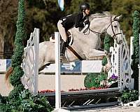 dressage-iberian-warmblood-horse