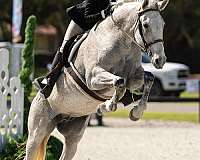 breeding-iberian-warmblood-horse