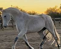 equitation-iberian-warmblood-horse