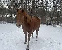 bouncy-mare