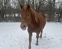 guard-mare