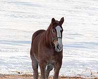 project-belgian-draft-horse