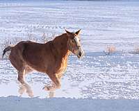 belgian-mare