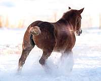 belgian-horse-for-sale