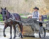 drill-team-fell-pony