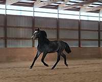 fei-potential-andalusian-horse