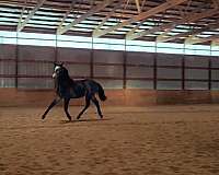 fei-potential-gelding
