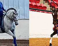 pre-andalusian-horse