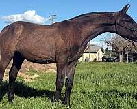 pre-andalusian-horse