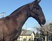 andalusian-horse