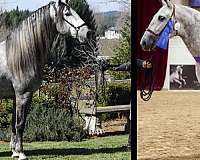 stud-colt-andalusian-horse