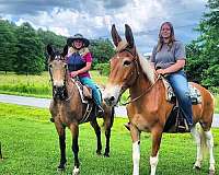 chestnut-overo-white-stockings-hip-horse