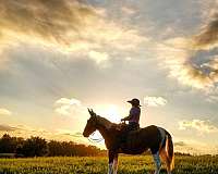 chestnut-overo-mule-mare