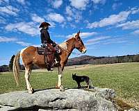 chestnut-overo-mule-for-sale