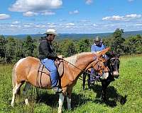 chestnut-overo-mule