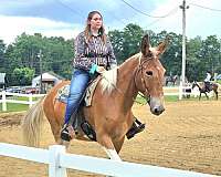 gaited-mule