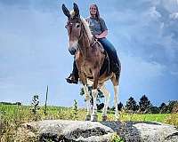 large-mule