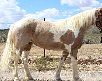 buckskin-overo-flashy-horse
