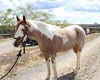 buckskin-overo-athletic-horse