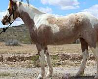 buckskin-overo-all-around-horse