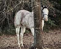 colorado-paint-horse