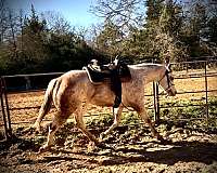 missouri-paint-horse