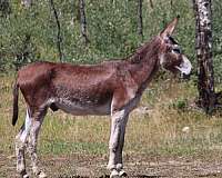 donkey-gelding