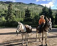 donkey-for-sale