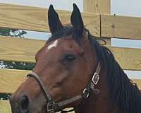 thoroughbred-mare