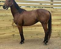 thoroughbred-horse-for-sale