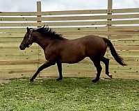 thoroughbred-horse