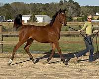 yearly-arabian-horse