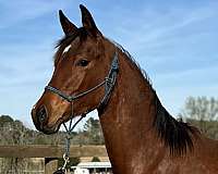 registered-arabian-filly-horse