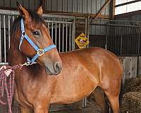 azteca-gelding