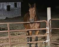 azteca-horse-for-sale