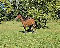 azteca-horse