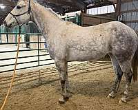 all-around-quarter-horse