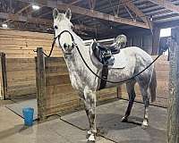 beginner-quarter-horse