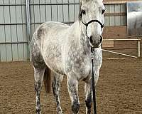 dappled-quarter-horse