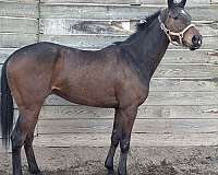 barrel-thoroughbred-horse