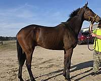 athletic-thoroughbred-horse