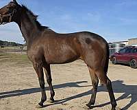 all-around-thoroughbred-horse