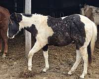 blue-roan-working-co-horse