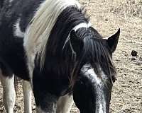 working-co-stallion