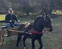crossbred-pony-for-sale