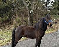 crossbred-pony-stallion