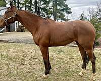 thoroughbred-horse-for-sale