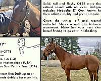 thoroughbred-mare