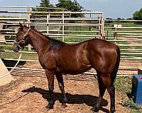 star-stripe-snip-horse