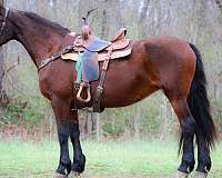 all-around-friesian-horse